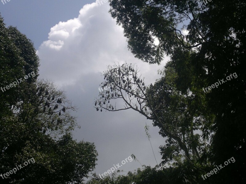 Sky Clouds Trees Bats Ceylon