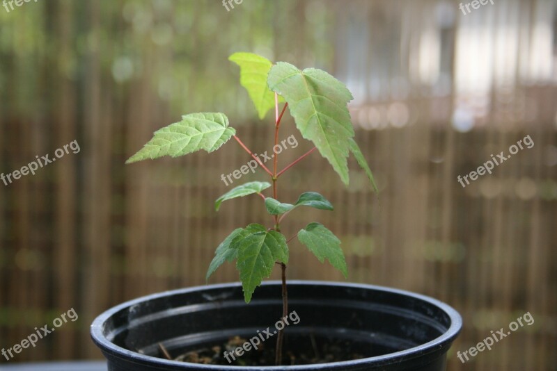 Bäumchen Tree Course Plant Close Up