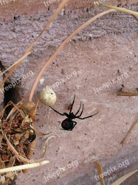 Black Widow Spider Arachnid Latrodectus Mactans Southern Black Widow