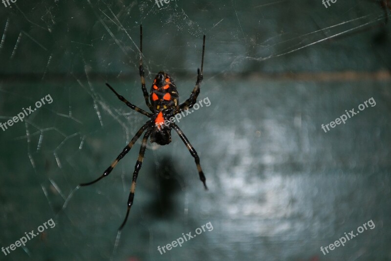 Spider Tiger Spider Poisonous Danger Dangerous