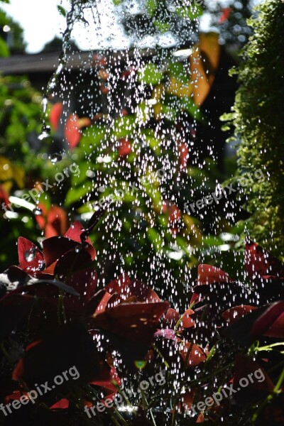 Watering Water Drops Plants Garden Nature