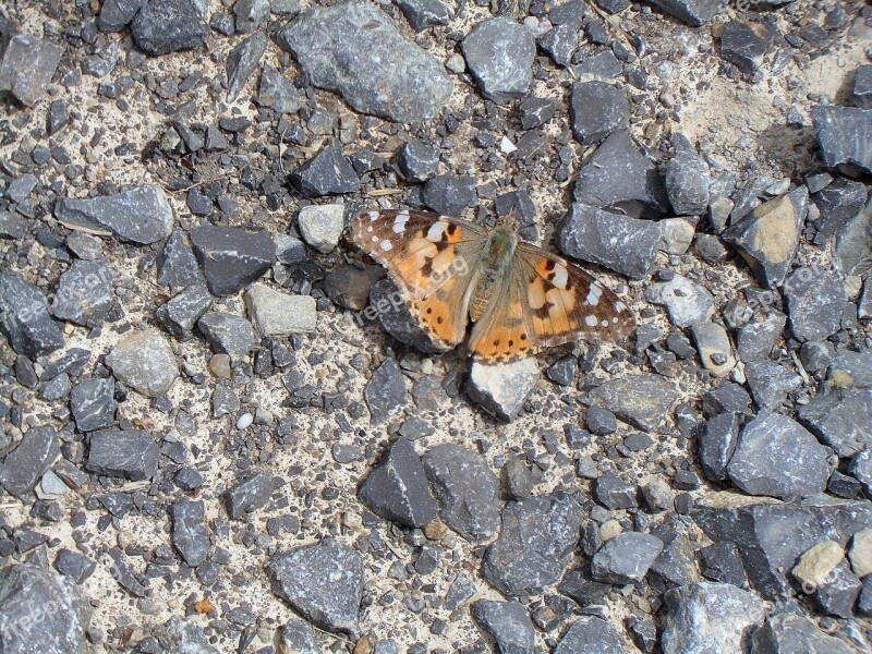 Butterfly Insect Animal Macro Free Photos