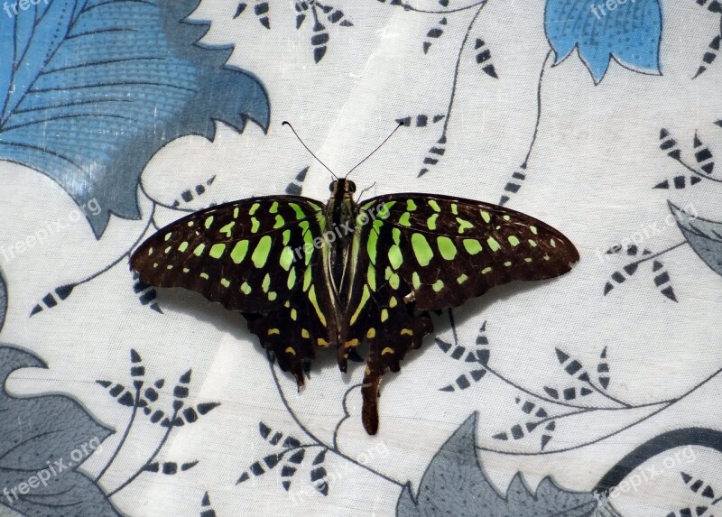 Tailed Jay Butterfly Insect Butterflies Macro