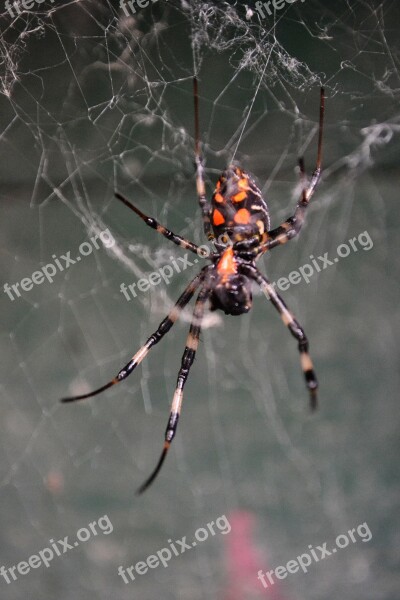 Spider Tiger Spider Poisonous Creature Danger