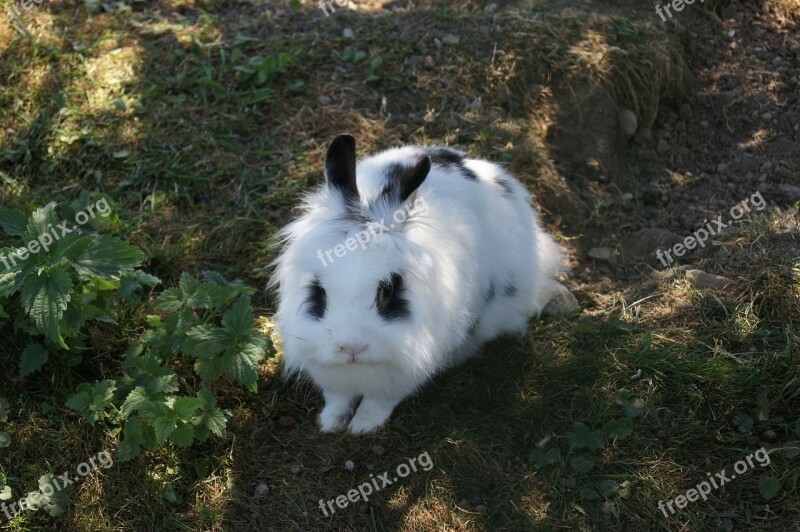 Hare Rabbit Pet Cute White