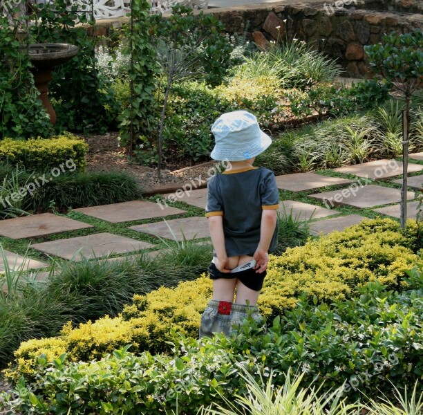 Garden Green Shrubs Foliage Path