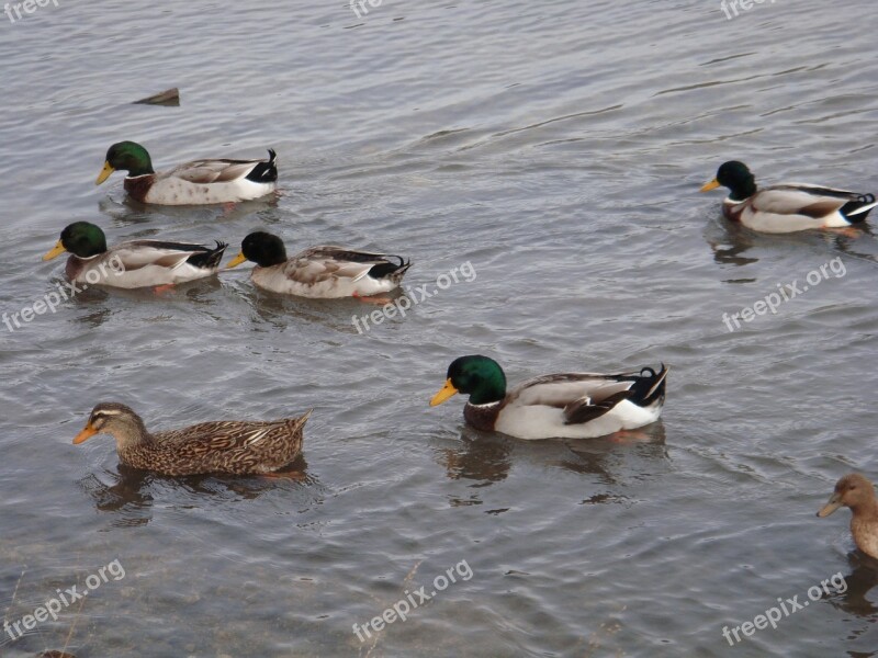 Ducks Pond Water Animal Duck Bird