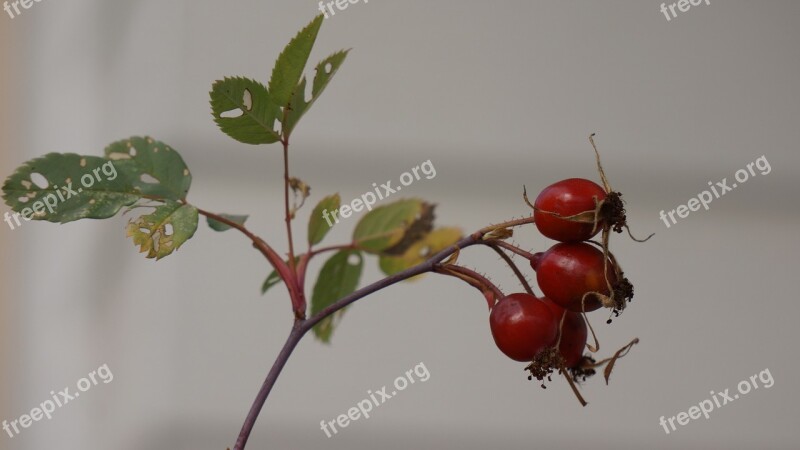 Rose Hip Bunch Rose Berry Free Photos