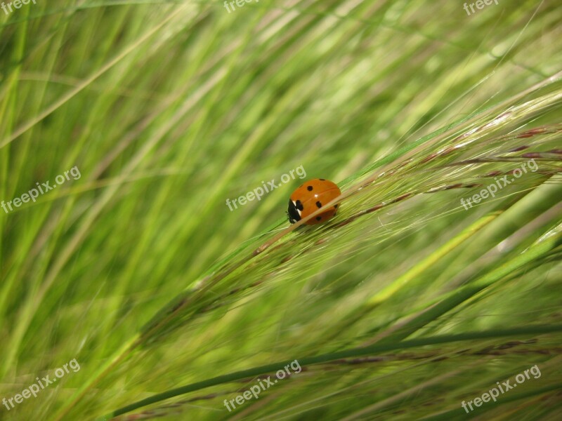 Plant Grass Nature Grasses Beetle