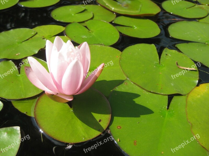 Water Lily Flower Blossom Bloom Aquatic Plant