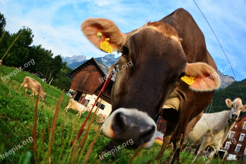 Calf Beef Cow Agricultural Free Photos