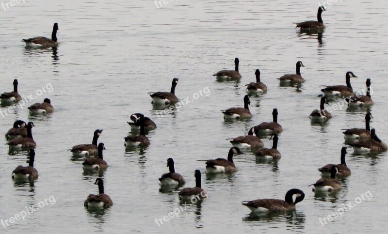 Canada Geese Waterfowl Coulter Bird Animals