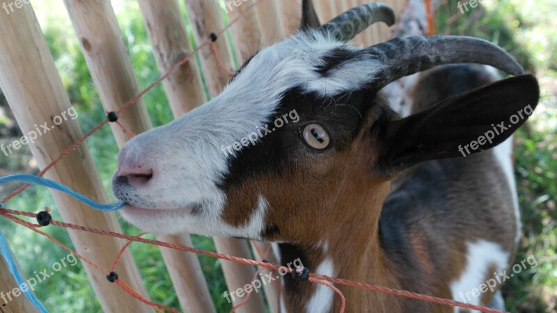 Goat Billy Goat Wild Horned Horns