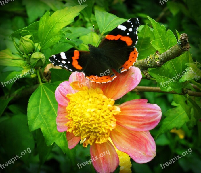 Flower Butterfly Flowers Insect Butterflies