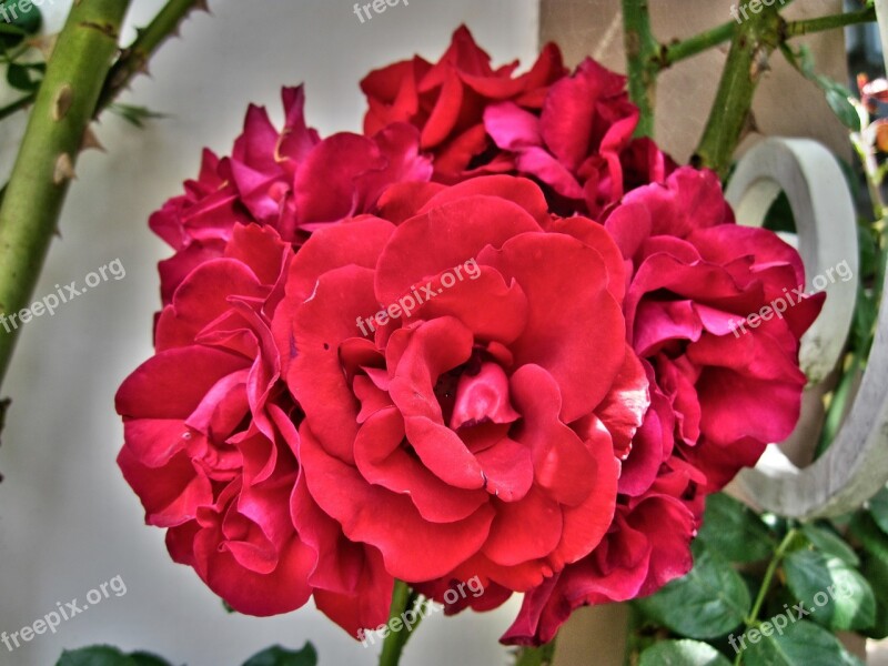 Rose Flower Nature Red Rose Bloom