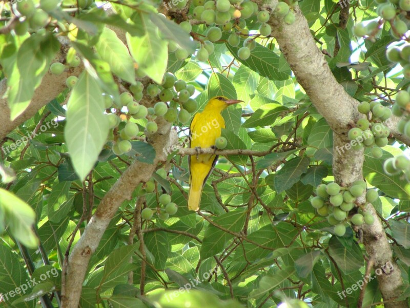 Indian Golden Oriole Bird Oriolus Kundoo Avian Songbird