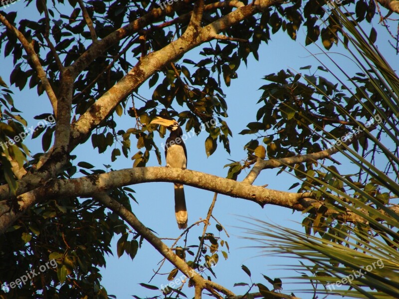 Hornbill Malabar Pied Bird Western Ghats Karnataka