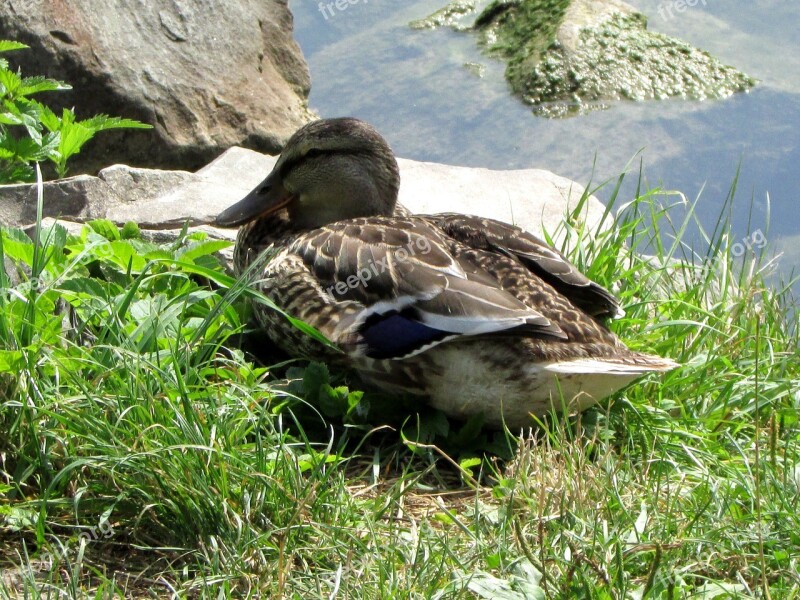 Mallard Duck Females Water Bird Bird Animals