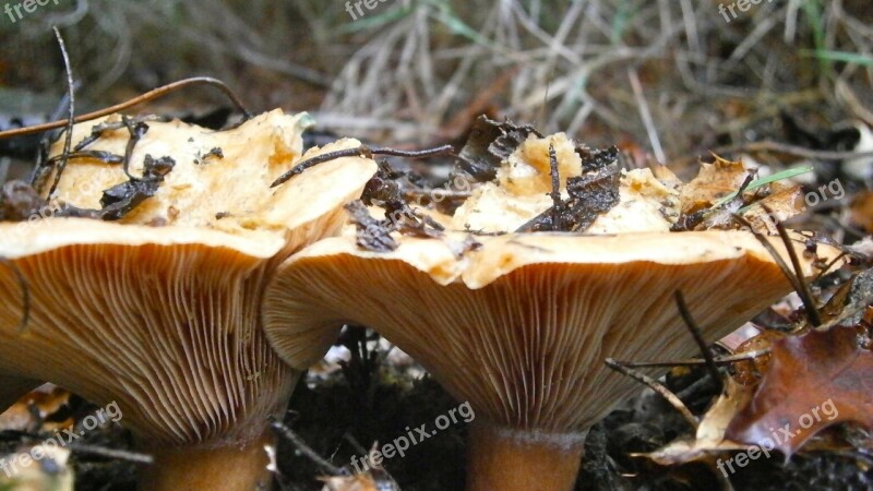 Mushrooms Fungi Wild Mushrooms Autumn Nature