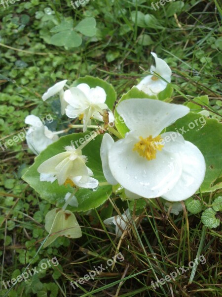 Orchid Flower White Plant Orchidaceae