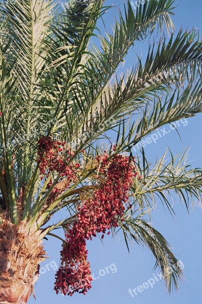 Date Palm Phoenix Palm Genus Leaflets Dates