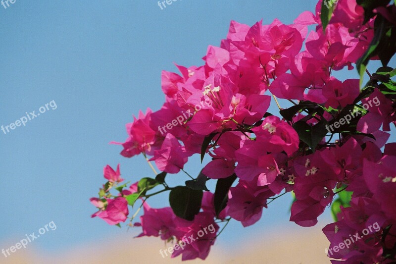 Bougainvillea Bougainville Triple Flower Four O'clock Plant Nyctaginaceae