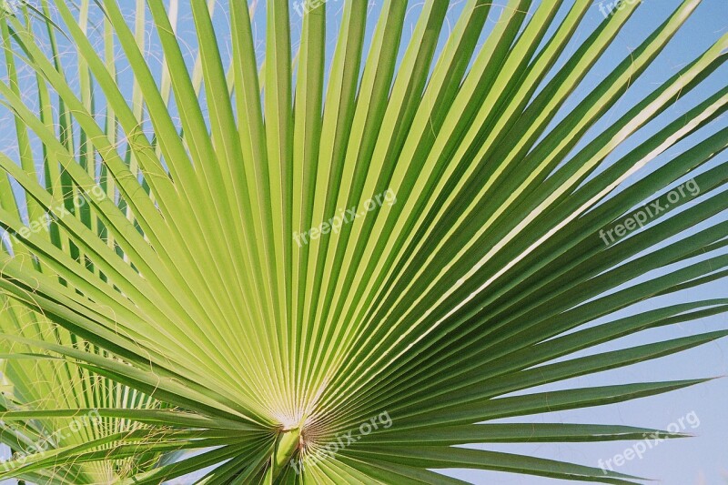 Fan Palm Palm Palmately Divided Leaves Outline