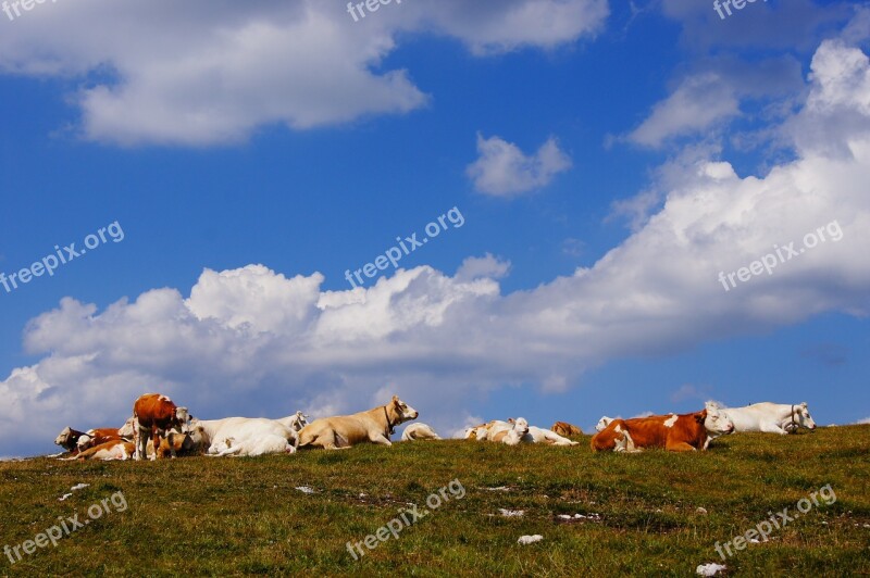 Alm Cows Pasture Sky Free Photos