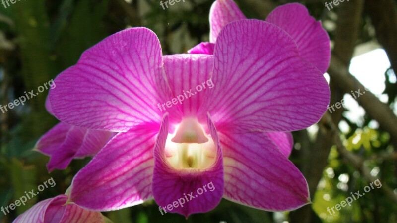 Orchid Purple Beautiful Light Free Photos