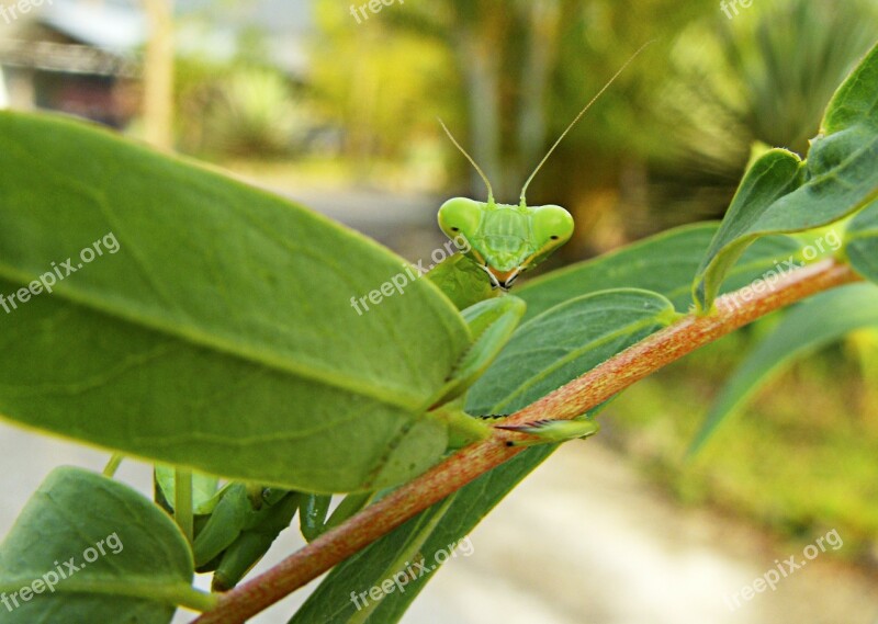 Praying Mantis Green Flight Insect Free Photos