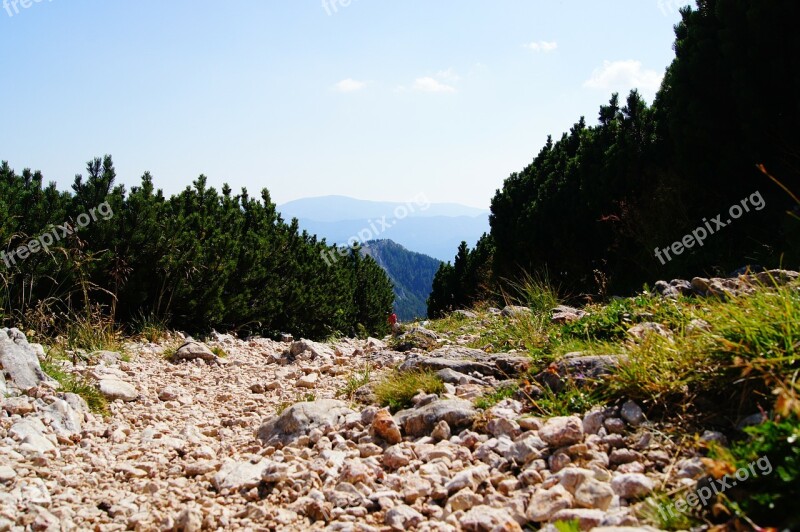 Trail Alm Landscape Mountain Pine Nature