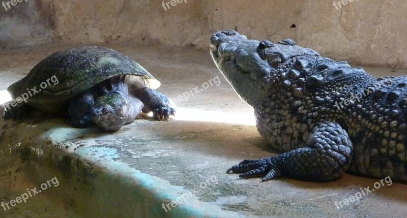 Turtle Crocodile Animals Free Photos