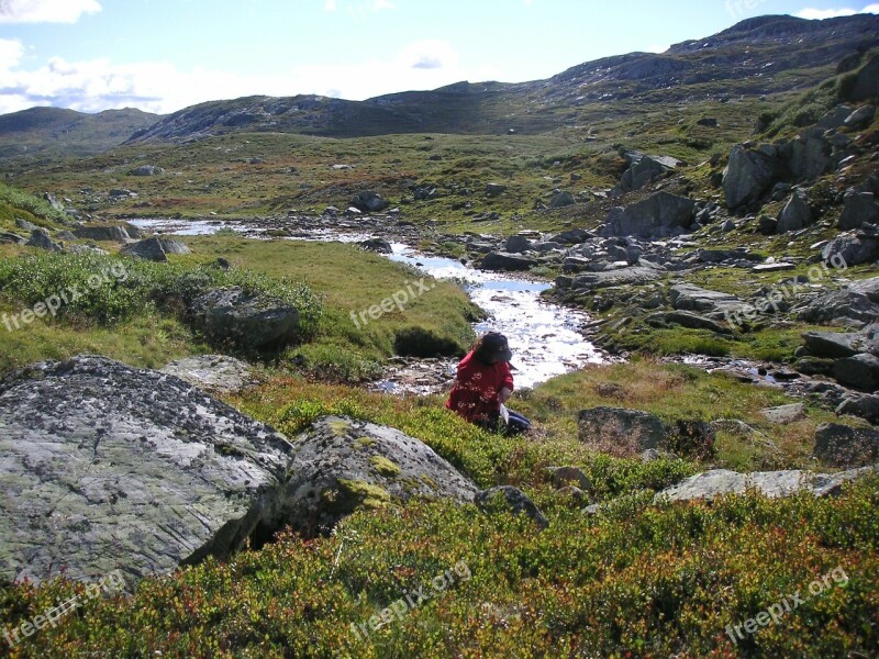 Jotunheimen Gerin Blueberry Free Photos