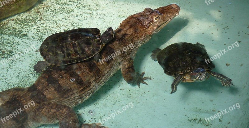 Turtle Crocodile Picture Free Photos