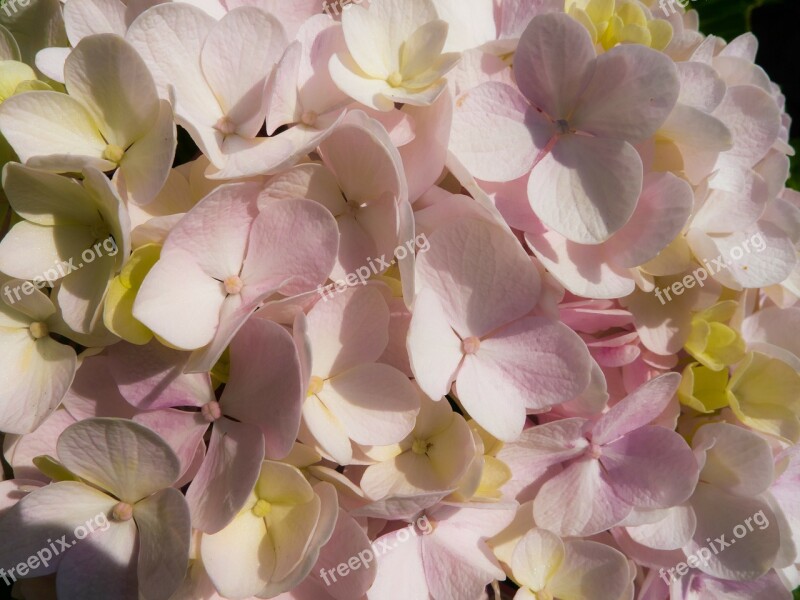 Hortensia Flower Rosa Yellow Fragrance