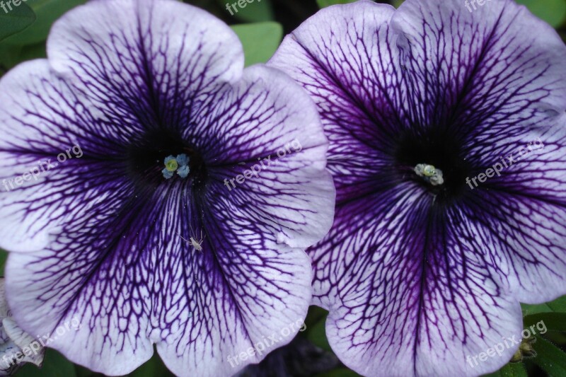 Petunia Flower Purple Blossom Bloom