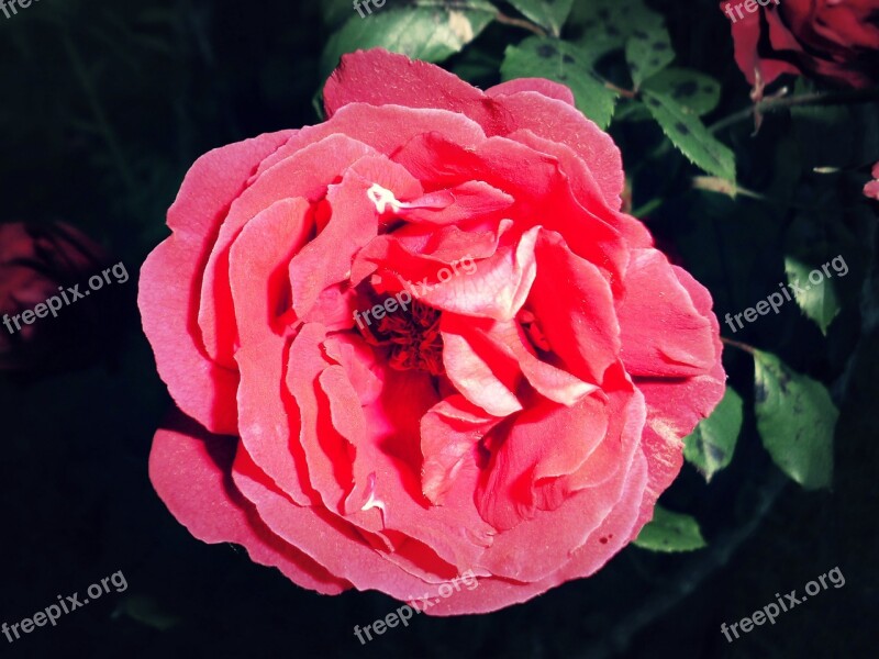 Pink Flower Red Nature Thorn