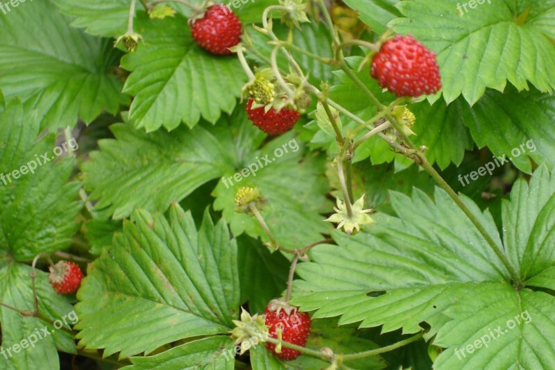 Strawberries Forest Fruits Free Photos