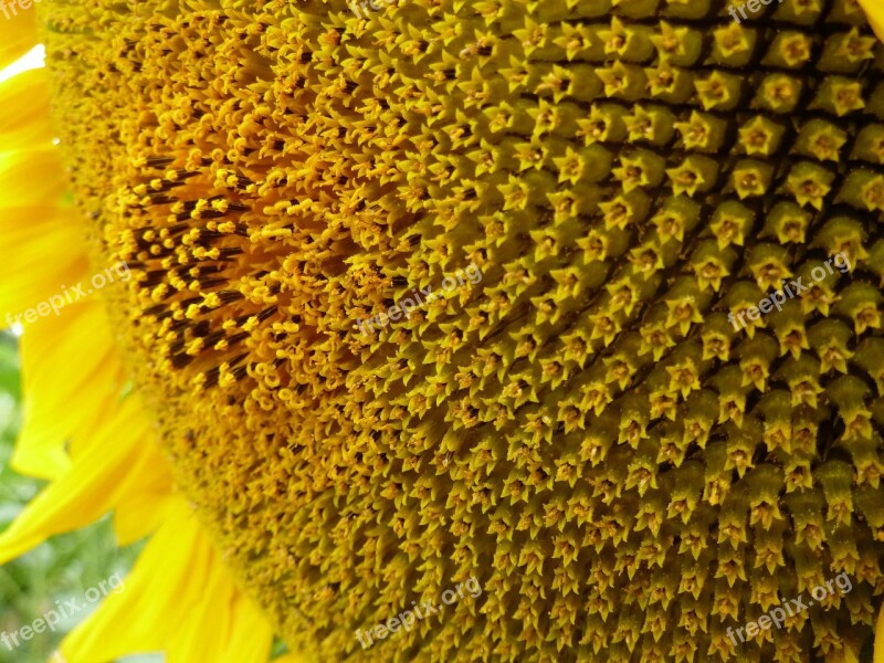 Sunflower Heart Flower Yellow Was Nature