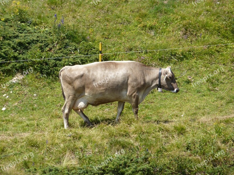 Cow Farm Animal Horns Pasture