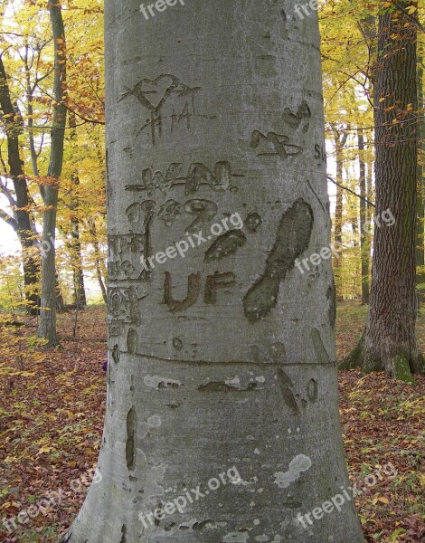 Log Forest Engraved Bark Nature