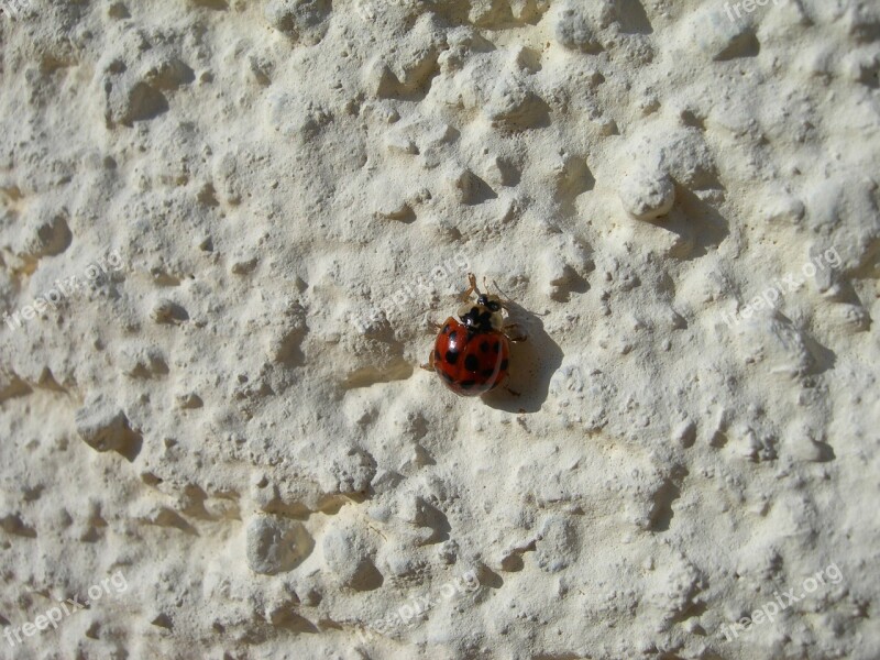 Ladybug Insect Beetle Wall Crawl