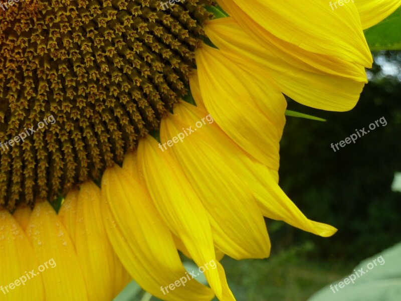 Sunflower Heart Flower Yellow Was Nature