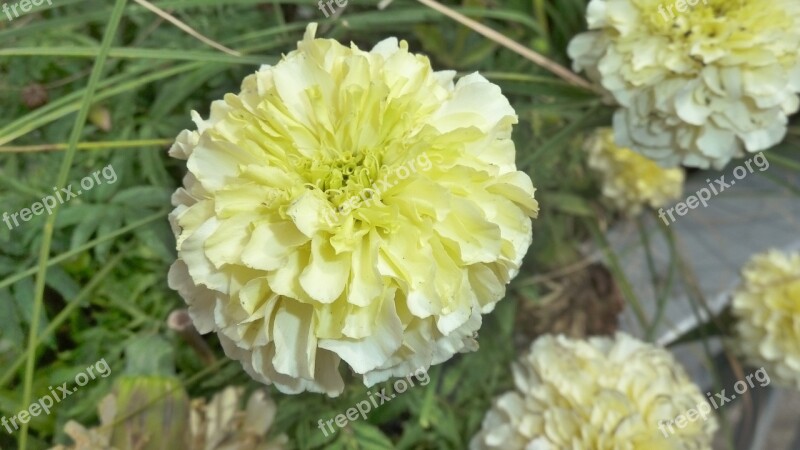 Flower Yellow Pompom Nature Free Photos