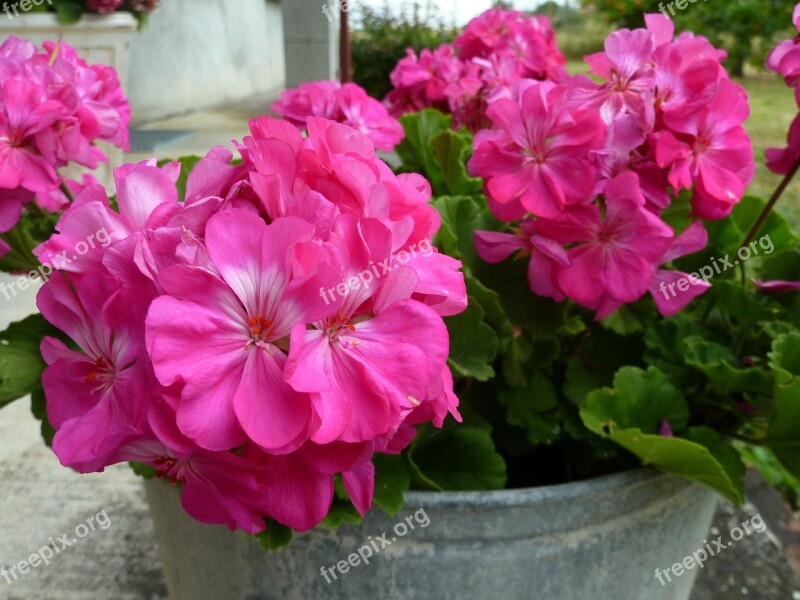 Flower Lilac Pink Flowers In Pots Free Photos