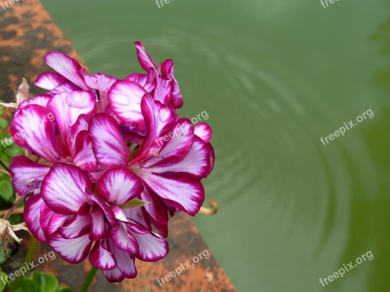 Flowers Lilac Pink Flowers Water Rose Flowers