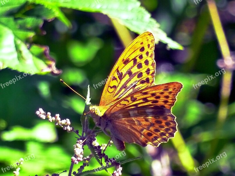 Butterfly Nature Insect Yellow Ephemeral