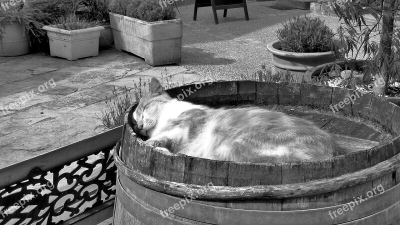 Cat Black And White Barrel Nap Rest