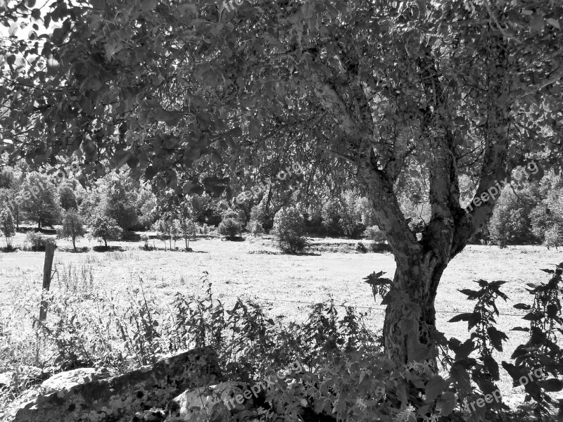 Tree Black And White Vegetation Prairie Free Photos