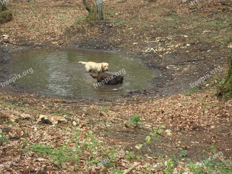 Labrador Retriever Boar Free Photos